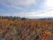 VENDU-VIGNES-EN-AOP-MORGON-BELLEVUE