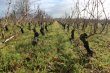 EN-2021-GIRONDE-Charme-et-authenticite-pour-ce-domaine-en-AOC-Haut-Medoc