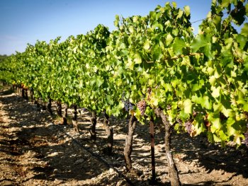intervignes