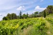 EXCEPTIONAL-WINE-AND-ARBOREAL-PROPERTY-WITH-64-HECTARES