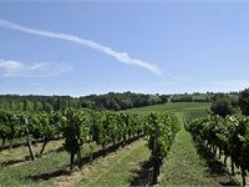 intervignes