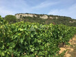 Vignoble-bio-35-ha-AOP-Cotes-du-Rhone-et-Cotes-du-Rhone-Village