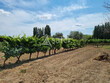 Propriete-viticole-de-7ha-proche-de-Beziers