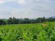 SOLD-RARE-MORGON-BELLEVUE-VINEYARDS