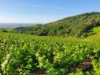 VIGNES-EN-MOULIN-A-VENT