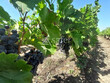 NORD-MEDOC-Vignoble-a-taille-humaine-et-batiments