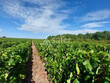 NORD-MEDOC-Vignoble-a-taille-humaine-et-batiments