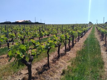 Propriété viticole dans un bel environnement avec Gîte