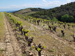 Propriete-viticole-BIO-de-9-ha-en-AOP-Faugeres