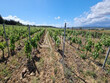 Domaine-viticole-en-cave-particuliere-de-19ha