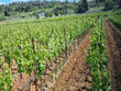 Domaine-viticole-en-cave-particuliere-de-19ha