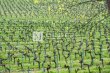 A-vendre-tres-beau-domaine-viticole-avec-activite-oenotouristique