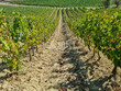 Domaine-viticole-BIO-secteur-Limoux