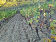 Domaine-viticole-BIO-secteur-Limoux