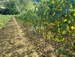 Domaine-viticole-BIO-secteur-Limoux