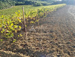 Domaine-viticole-BIO-secteur-Limoux