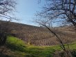 VIGNES-EN-AOP-JULIENAS