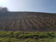 VIGNES-EN-AOP-JULIENAS