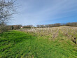 7ha-de-Vignes-AOP-MADIRAN