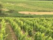 A-vendre-vignoble-familial-pres-de-Saint-Emilion