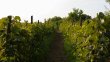 Vignes-en-AOC-Saint-Emilion