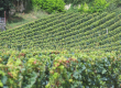 1ha60a-Vignes-en-AOC-Montagne-Saint-Emilion