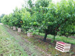 Exploitation-arboricole-sur-20ha