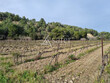 Vignoble-irrigue-de-10-ha-proche-de-Beziers