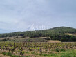 Vignoble-irrigue-de-10-ha-proche-de-Beziers