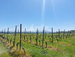 Parcelle-de-vignes--AOC-Jurancon