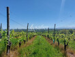 Parcelle-de-vignes--AOC-Jurancon