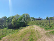 Parcelle-de-vignes--AOC-Jurancon