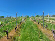 Parcelle-de-vignes--AOC-Jurancon
