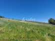 Parcelle-de-vignes--AOC-Jurancon
