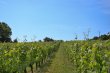 Beautiful-property-with-around-9-ha-near-Saint-Emilion