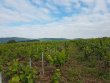 VIGNES-EN-AOP-MORGON
