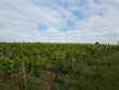 VIGNES-EN-AOP-MORGON
