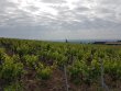 VIGNES-EN-AOP-MORGON