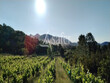 DOMAINE-VITICOLE-BIO-10-HA-PROCHE-PERPIGNAN