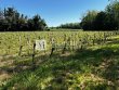 Domaine-viticole-familiale-avec-une-belle-superficie-viticole-une-demeure-de-charme-gite-et-batiments-dexploitation