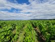 SOUS-COMPROMIS-VIGNES-EN-AOP-BROUILLY