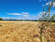 Cave-particuliere-moderne-et-Domaine-viticole-dexcellence-entre-Duche-dUzes-et-Porte-de-Cevennes