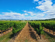 Cave-particuliere-moderne-et-Domaine-viticole-dexcellence-entre-Duche-dUzes-et-Porte-de-Cevennes