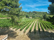 Domaine-viticole-de-49-ha-en-agriculture-biologique