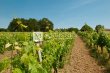 Charmante-propriete-dagrement-de-3-ha--175-ha-de-vigne-en-AOC-Cotes-de-Bordeaux