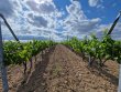 VIGNES-AOP-MORGONBEAUJOLAIS-VILLAGE-ROUGE-ET-BLANC