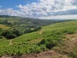 VIGNES-AOP-MORGONBEAUJOLAIS-VILLAGE-ROUGE-ET-BLANC