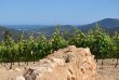 Estate-Prestigious-wine-estate