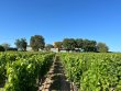Rare-Opportunite-Domaine-Viticole-dException-en-Saint-emilion-Grand-Cru-dun-seul-tenant