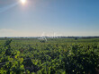 Ilot-viticole-avec-irrigation-sur-38-ha-au-Nord-de-Beziers